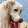 Dog Portrait 3, Johanne Mangi
