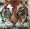 Tiger by Johanne Mangi