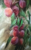 Peaches by Tatiana Yanovskaya