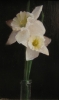 Narcissus by John Smith