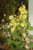 Hollyhocks with New Dawn Roses,  Kathy Anderson