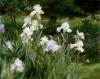 Irises by Kathy Anderson