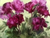 Peony Study by Diane Reeves
