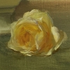 Rose Study by Diane Reeves